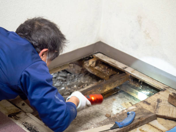Best Residential Mold Remediation in Rio Communities, NM