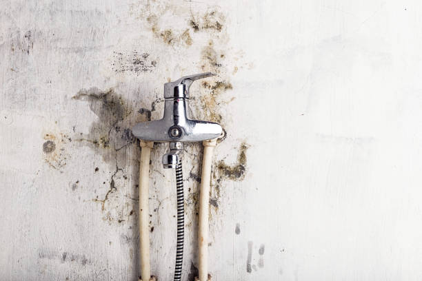Best Localized Mold Remediation (e.g., coastal areas, humid climates) in Rio Communities, NM
