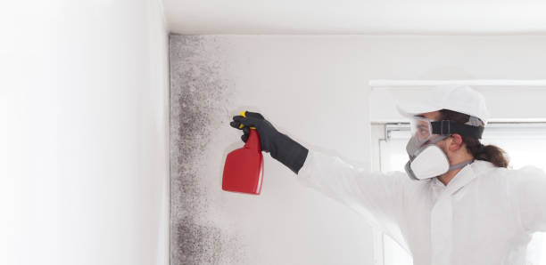 Best HVAC Mold Remediation in Rio Communities, NM