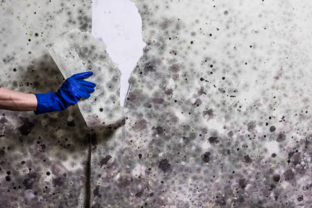 Best Mold Testing and Inspection Services in Rio Communities, NM